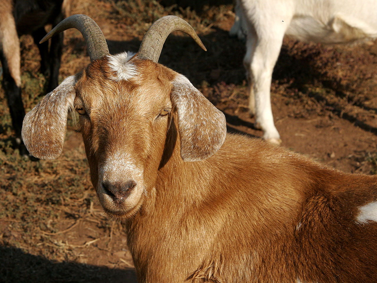 1280px-Brown_female_goat