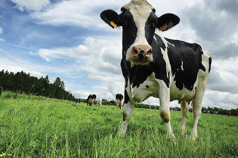 web1_dairy_cow_N1506P61023C