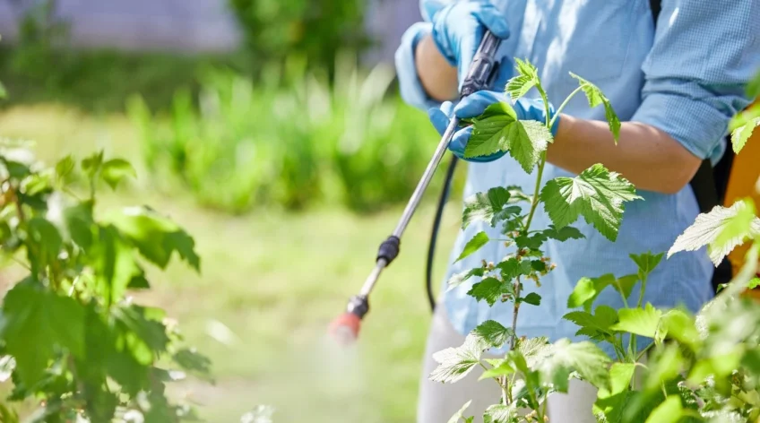 When crops show signs of nutrient stress, timing matters. Waiting for root-applied fertilizers to take effect isn't always fast enough — especially during critical growth stages like flowering or fruiting. That's where foliar feeding comes in, and it's one of the most effective tools in a grower's toolkit.