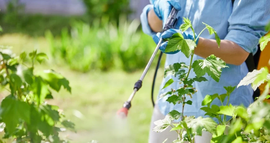 When crops show signs of nutrient stress, timing matters. Waiting for root-applied fertilizers to take effect isn't always fast enough — especially during critical growth stages like flowering or fruiting. That's where foliar feeding comes in, and it's one of the most effective tools in a grower's toolkit.