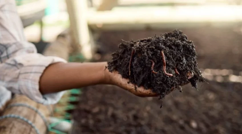 For decades, conventional farming has leaned heavily on synthetic fertilizers to boost yields quickly. But this short-term approach comes at a long-term cost: depleted soil, reduced microbial activity, and diminishing returns season after season. At Martnege International Suppliers, we believe it's time growers rethink what "feeding the soil" really means.